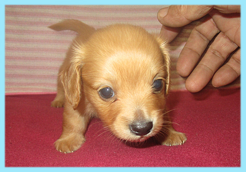 ミックス　チワックス　子犬販売の専門店　AngelWan　横浜