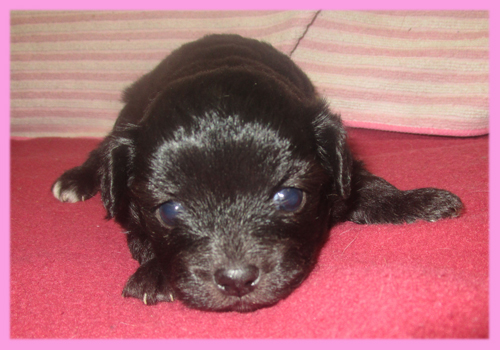 ミックス チワプー メス 子犬販売の専門店 AngelWan 横浜