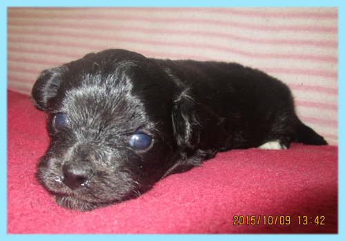 ミックス　チワプー　オス　子犬販売の専門店　AngelWan　横浜