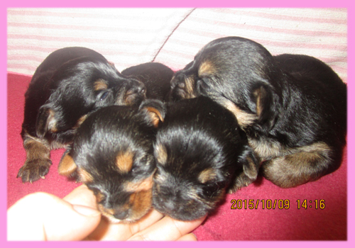 ミックス　チワワｘヨーキー　メス　子犬販売の専門店　AngelWan　横浜