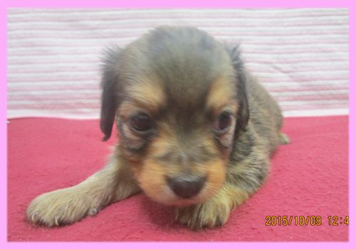 ミックス　チワックス　メス　子犬販売の専門店　AngelWan　横浜