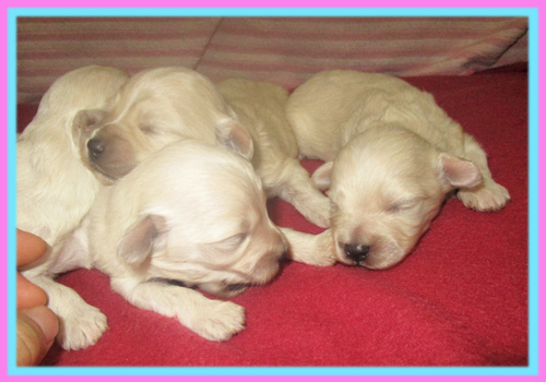 ミックス　マルプー　クリーム　子犬販売の専門店　AngelWan　横浜