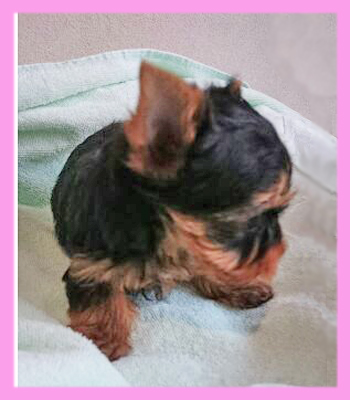 ヨークシャーテリア メス 子犬販売の専門店 AngelWan 横浜