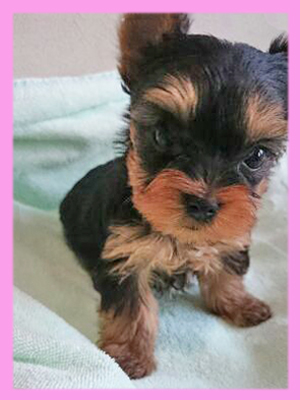 ヨークシャーテリア メス 子犬販売の専門店 AngelWan 横浜