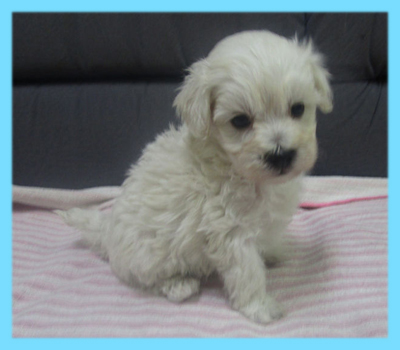 ミックス　マルプー　クリーム　オス　子犬販売の専門店　AngelWan　横浜