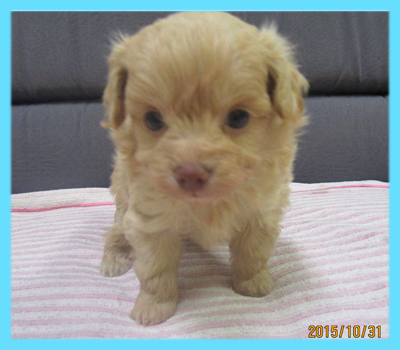 ミックス　チワプー　クリーム　オス　子犬販売の専門店　AngelWan　横浜