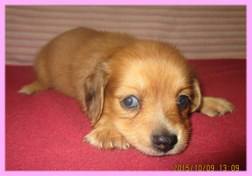 ミックス　チワックス　子犬販売の専門店　AngelWan　横浜