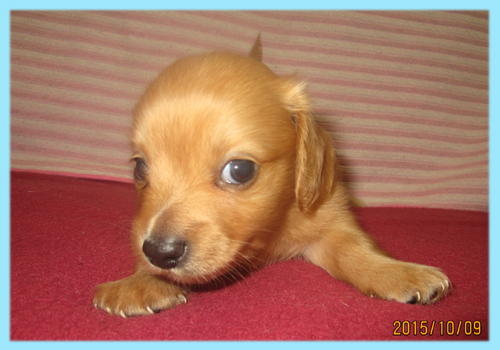 ミックス　チワックス　子犬販売の専門店　AngelWan　横浜