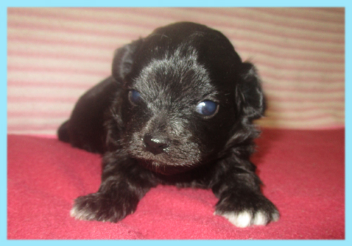 ミックス　チワプー　オス　子犬販売の専門店　AngelWan　横浜