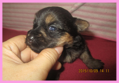 ミックス　チワワｘヨーキー　メス　子犬販売の専門店　AngelWan　横浜