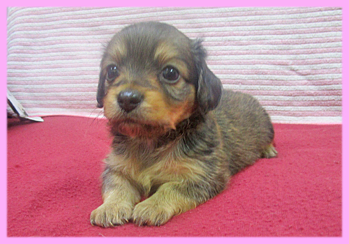 ミックス　チワックス　メス　子犬販売の専門店　AngelWan　横浜