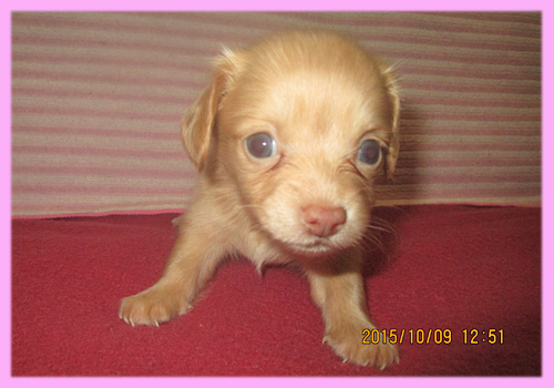 ミックス チワックス メス 子犬販売の専門店 AngelWan 横浜
