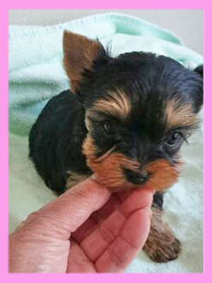 ヨークシャーテリア メス 子犬販売の専門店 AngelWan 横浜
