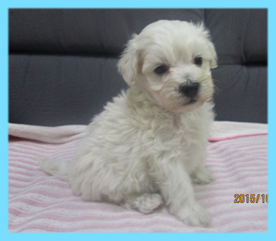 ミックス　マルプー　クリーム　オス　子犬販売の専門店　AngelWan　横浜