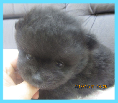ポメラニアン ブラック オス 子犬販売の専門店 AngelWan 横浜