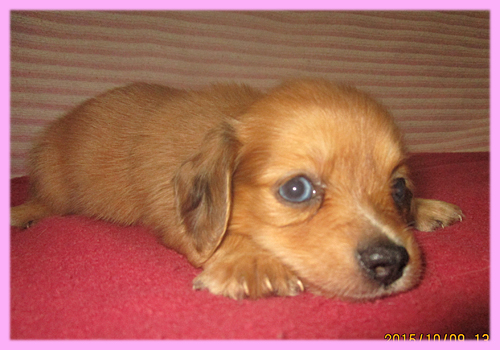 ミックス　チワックス　子犬販売の専門店　AngelWan　横浜