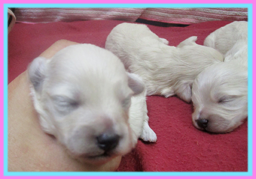 ミックス　マルプー　クリーム　子犬販売の専門店　AngelWan　横浜