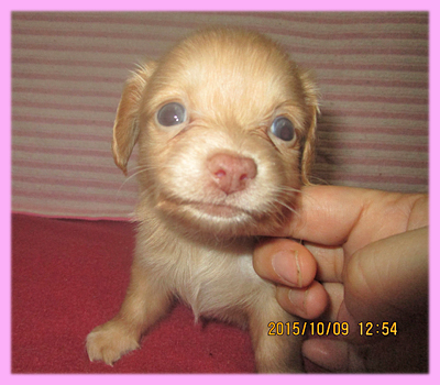ミックス チワックス メス 子犬販売の専門店 AngelWan 横浜