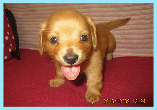 ミックス　チワックス　子犬販売の専門店　AngelWan　横浜