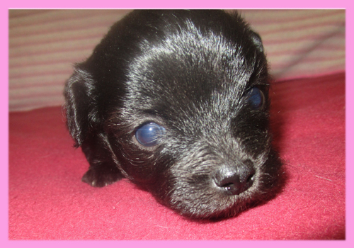 ミックス チワプー メス 子犬販売の専門店 AngelWan 横浜