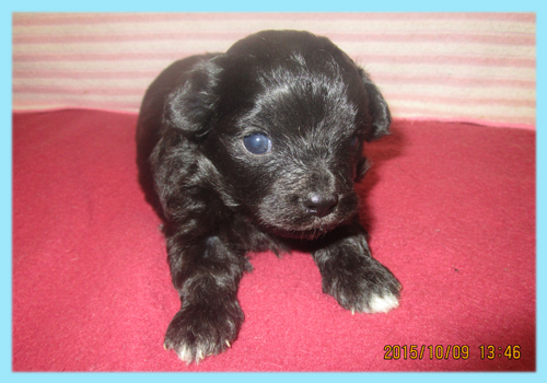 ミックス　チワプー　オス　子犬販売の専門店　AngelWan　横浜