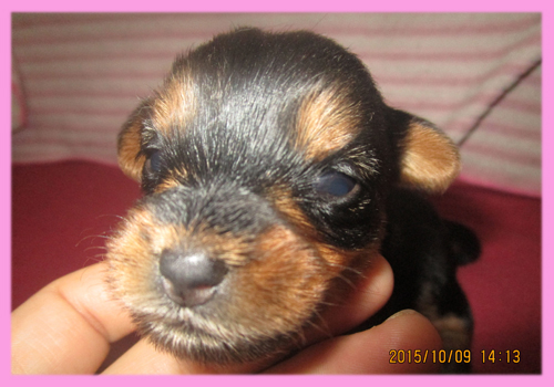 ミックス　チワワｘヨーキー　メス　子犬販売の専門店　AngelWan　横浜