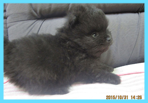 ポメラニアン ブラック オス 子犬販売の専門店 AngelWan 横浜