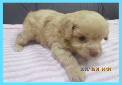 ミックス　チワプー　クリーム　オス　子犬販売の専門店　AngelWan　横浜