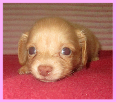 ミックス チワックス メス 子犬販売の専門店 AngelWan 横浜