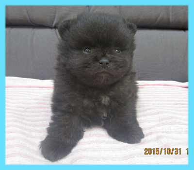 ポメラニアン ブラック オス 子犬販売の専門店 AngelWan 横浜