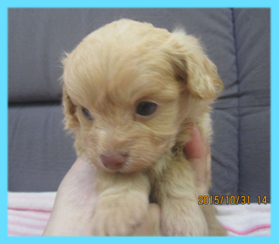 ミックス　チワプー　クリーム　オス　子犬販売の専門店　AngelWan　横浜