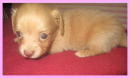 ミックス チワックス メス 子犬販売の専門店 AngelWan 横浜