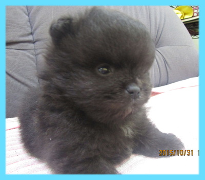 ポメラニアン ブラック オス 子犬販売の専門店 AngelWan 横浜