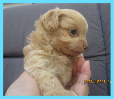 ミックス　チワプー　クリーム　オス　子犬販売の専門店　AngelWan　横浜