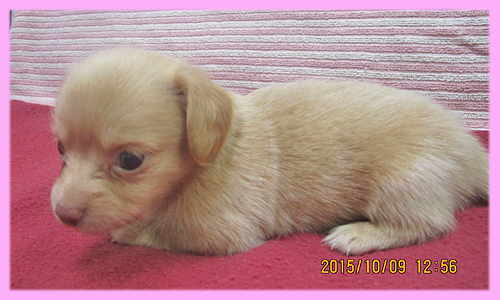 ミックス チワックス メス 子犬販売の専門店 AngelWan 横浜