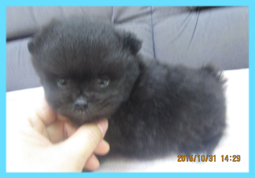 ポメラニアン ブラック オス 子犬販売の専門店 AngelWan 横浜