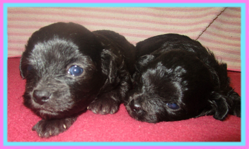 ミックス　チワプー　子犬販売の専門店　AngelWan　横浜