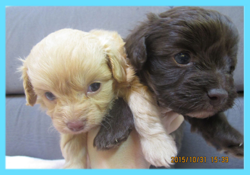 ミックス　チワプー　オス　子犬販売の専門店　AngelWan　横浜