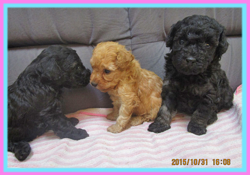 トイプードル　子犬販売の専門店　AngelWan　横浜