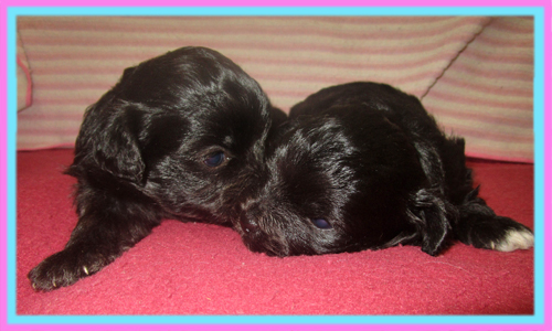 ミックス　チワプー　子犬販売の専門店　AngelWan　横浜