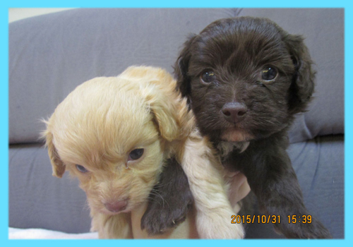 ミックス　チワプー　オス　子犬販売の専門店　AngelWan　横浜