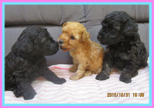 トイプードル　子犬販売の専門店　AngelWan　横浜