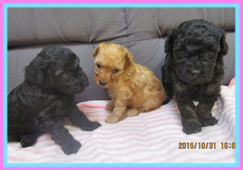 トイプードル　子犬販売の専門店　AngelWan　横浜