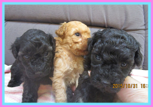 トイプードル　子犬販売の専門店　AngelWan　横浜