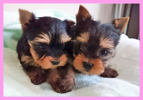 ヨークシャーテリア メス 子犬販売の専門店 AngelWan 横浜