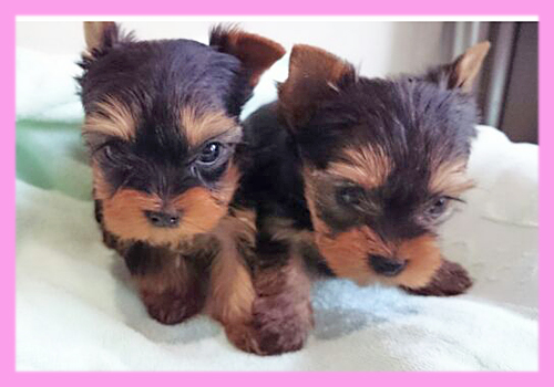 ヨークシャーテリア メス 子犬販売の専門店 AngelWan 横浜