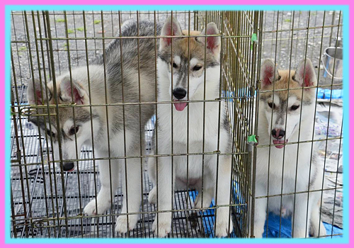 シベリアンハスキー 子犬販売の専門店 AngelWan 横浜