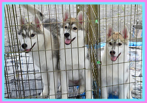 シベリアンハスキー　子犬販売の専門店　AngelWan　横浜