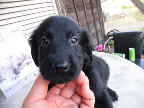 フラットコーテッドレトリーバー puppy dog