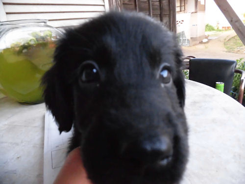 フラットコーテッドレトリバー 大型犬 ブリーダー